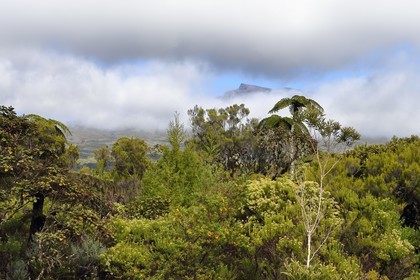France, Ile de la Reunion, Parc National de la Réunion classé Patrimoine Mondial de l'UNESCO, La Plaine des Palmistes, forêt de Bébour, fougères arborescentes (Cyathea glauca)