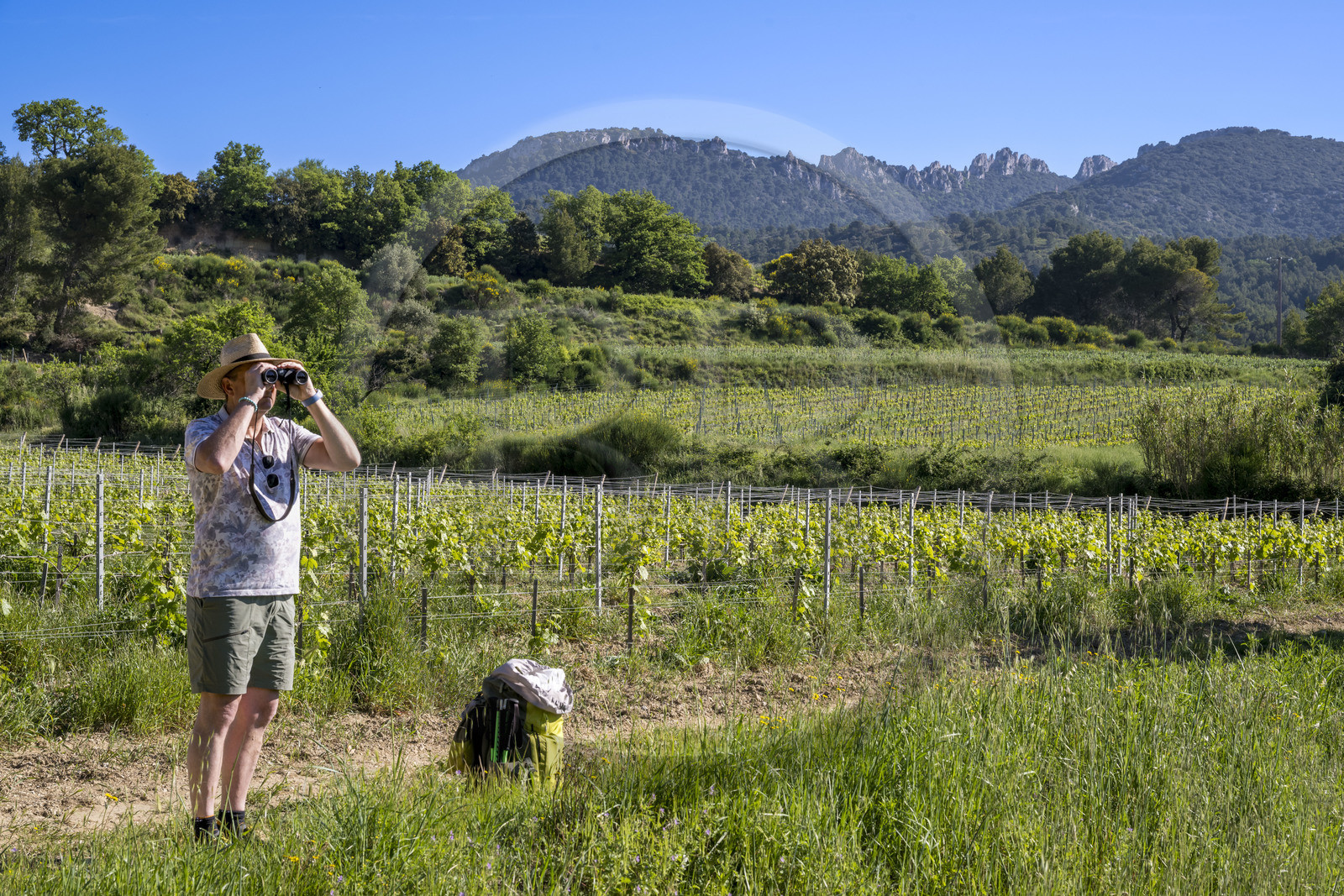 France, Vaucluse (84), Dentelles de Montmirail, Beaumes-de-Venise, randonneurs observant le versant Sud de la montagne des Dentelles Sarrasines et le Clapis