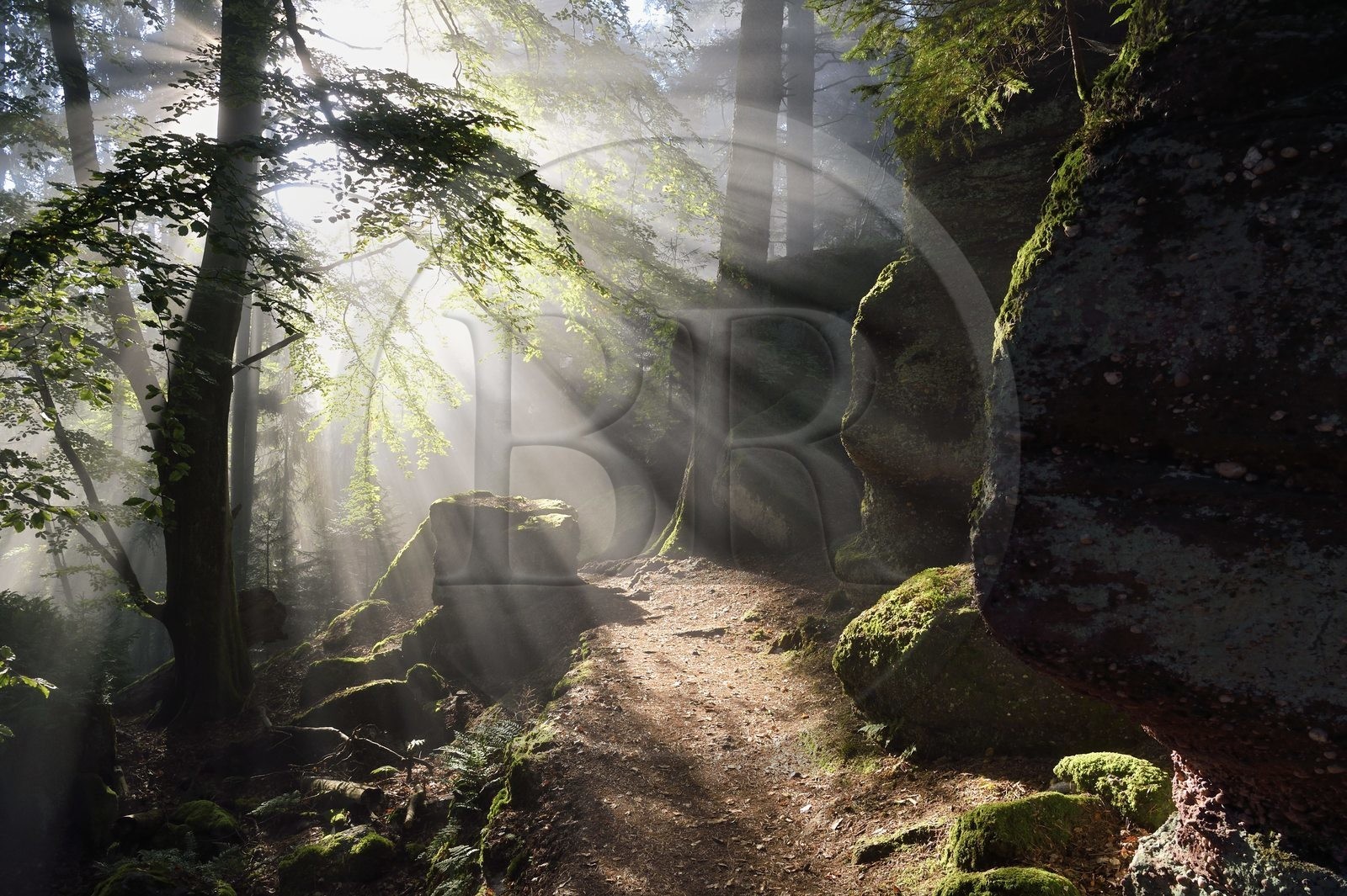 France, Bas-Rhin (67), Mont Saint-Odile, le Mur Païen, vestige d'un mur d'enceinte probablement de l'époque mérovingienne d'une longueur totale de onze kilomètres, lever de soleil dans la brume du petit matin