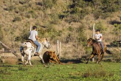 France, Herault, the Causses and the Cevennes, Mediterranean agro pastoral cultural landscape, listed as World Heritage by UNESCO, La Vacquerie et Saint Martin de Castries, the Mas de Cisco ranch, Julian and his brother Charlie Amposta practice herding the cows