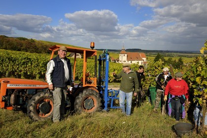 France, Bas Rhin, Dambach-la-ville, harvest and Chapel of St. Sebastian in the vineyards