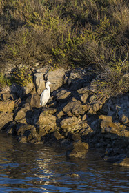 France, Hérault (34), Frontignan, canal du Rhône à Sète, aigrette garzette (Egretta garzetta)