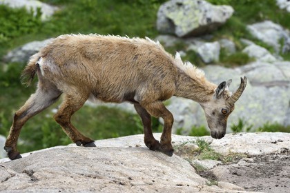 France, Alpes-Maritimes, parc national du Mercantour (Mercantour National Park), Valmasque valley, female Alpine ibex (Capra ibex)