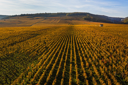 France, Cote d'Or, cultural Landscape of the climates of Burgundy listed as World Heritage by UNESCO, Vougeot, Route des Grands Crus (road of Vintage Wines), the vineyard and the castle of Clos Vougeot (aerial view)