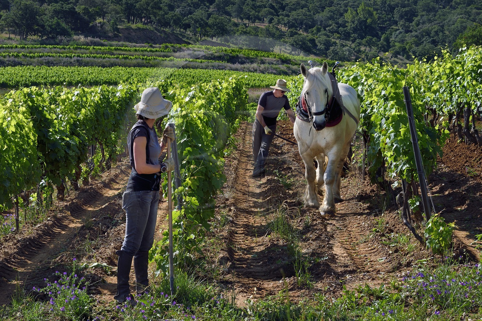 France, Var (83), Presqu'Ile de Saint-Tropez, Gassin, domaine de la Rouillère, Jean-Louis et Christine Calla décavaillonnent une parcelle de vigne avec leur jument percheronne et une charrue
