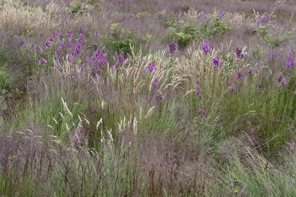France, Ille-et-Vilaine, Saint-Just, the Lande de Cojoux, Digitalis purpurea flower