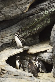 Portugal, Lisbonne, Parque das Nações (Parc des nations) construit pour l'exposition universelle de 1998, Oceanário (Oceanarium),  Manchot de Magellan (Spheniscus magellanicus)