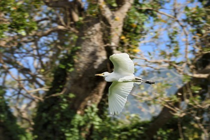 Nicaragua, Ile d'Ometepe réserve mondiale de Biosphère sur le lac Nicaragua, marais le long du Rio Istian, Héron garde-boeufs (Bubulcus ibis)