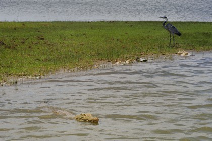 Tanzanie, Reserve de gibier de Selous une des plus grandes zones protégées au monde et inscrite sur la liste du patrimoine mondial de l’Unesco depuis 1982, crocodile du Nil (Crocodylus niloticus) sur le lac Nzerakera formé par la rivière Rufiji