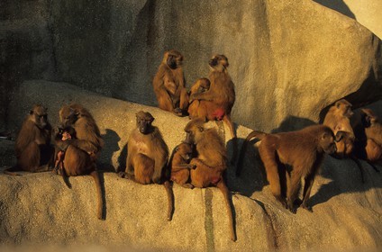 France, Paris (75), parc zoologique de Paris (Vincennes), les babouins