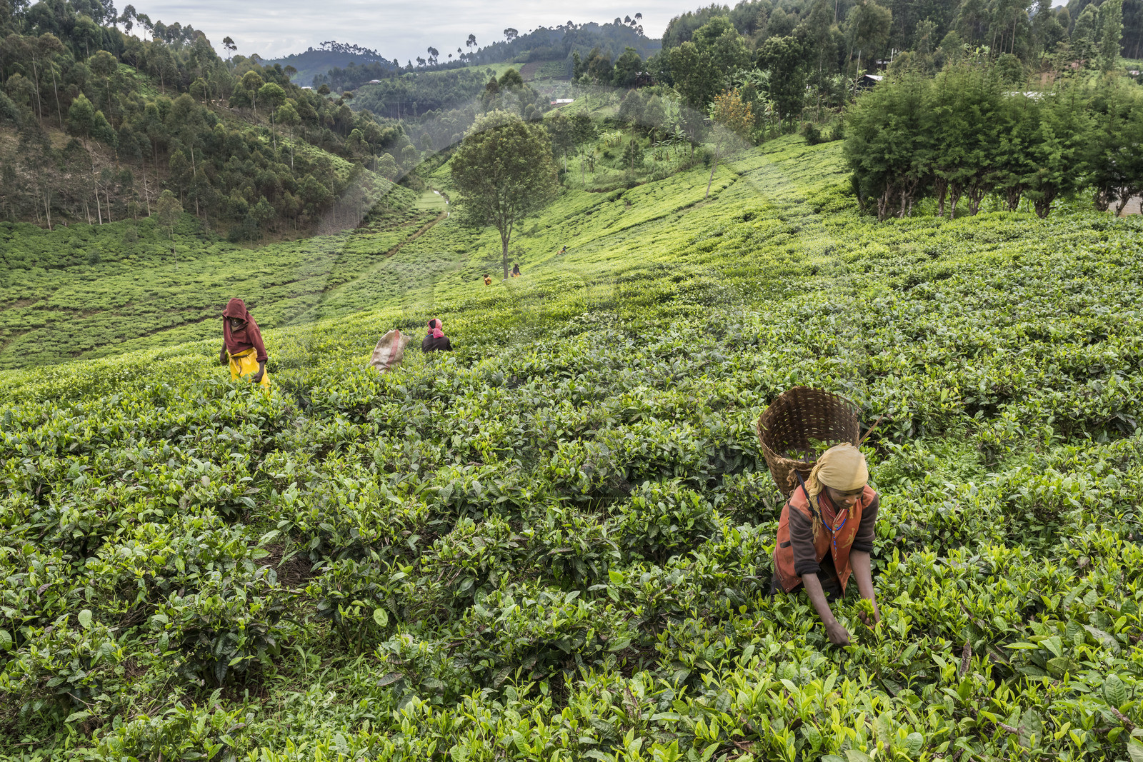 Rwanda, Province de l’Ouest, Nyakabuye, cueillette du thé dans une plantation de thé