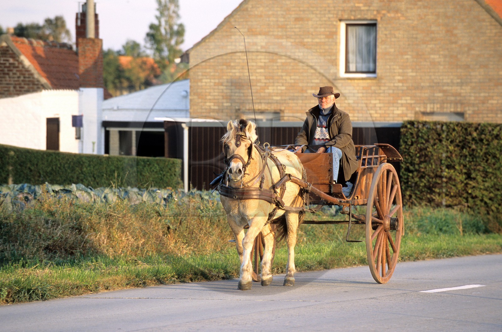 Belgique, Flandre-Occidentale, région des Monts-de-Flandre, attelage sur la route