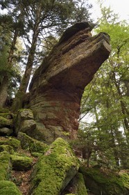 France, Haut-Rhin (68), Thannenkirch, randonnée dans le massif du Taennchel, site dit du Rocher Pointu