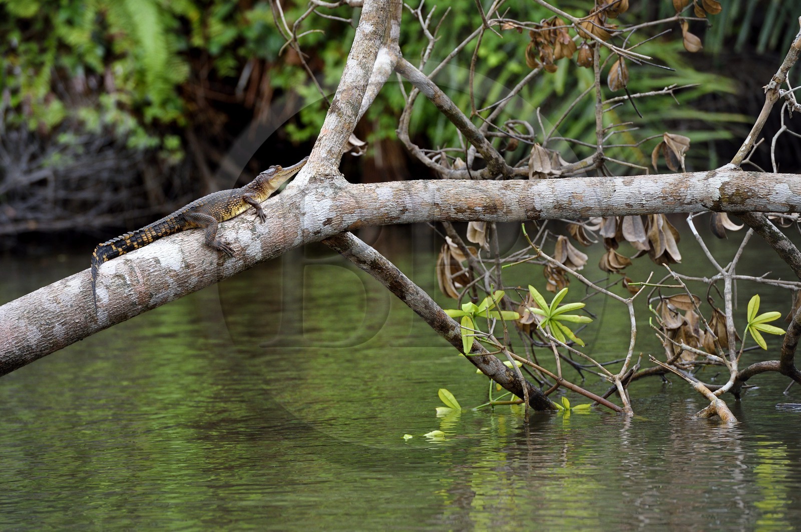 Gabon, province de Ogooué- Maritime, Parc National du Loango, site de Akaka dans la lagune du Fernan Vaz, Faux-gavial d'Afrique ou Crocodile à nuque cuirassée (Mecistops cataphractus)