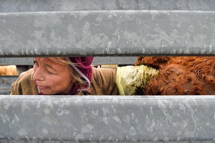 France, Cantal, Chastel-sur-Murat plateau on the Way of St. James to Santiago de Compostela by Via Arverna, the veterinarian Sylvie Calmels performs a pregnancy diagnosis on Salers cows in a corral of the cattle pen
