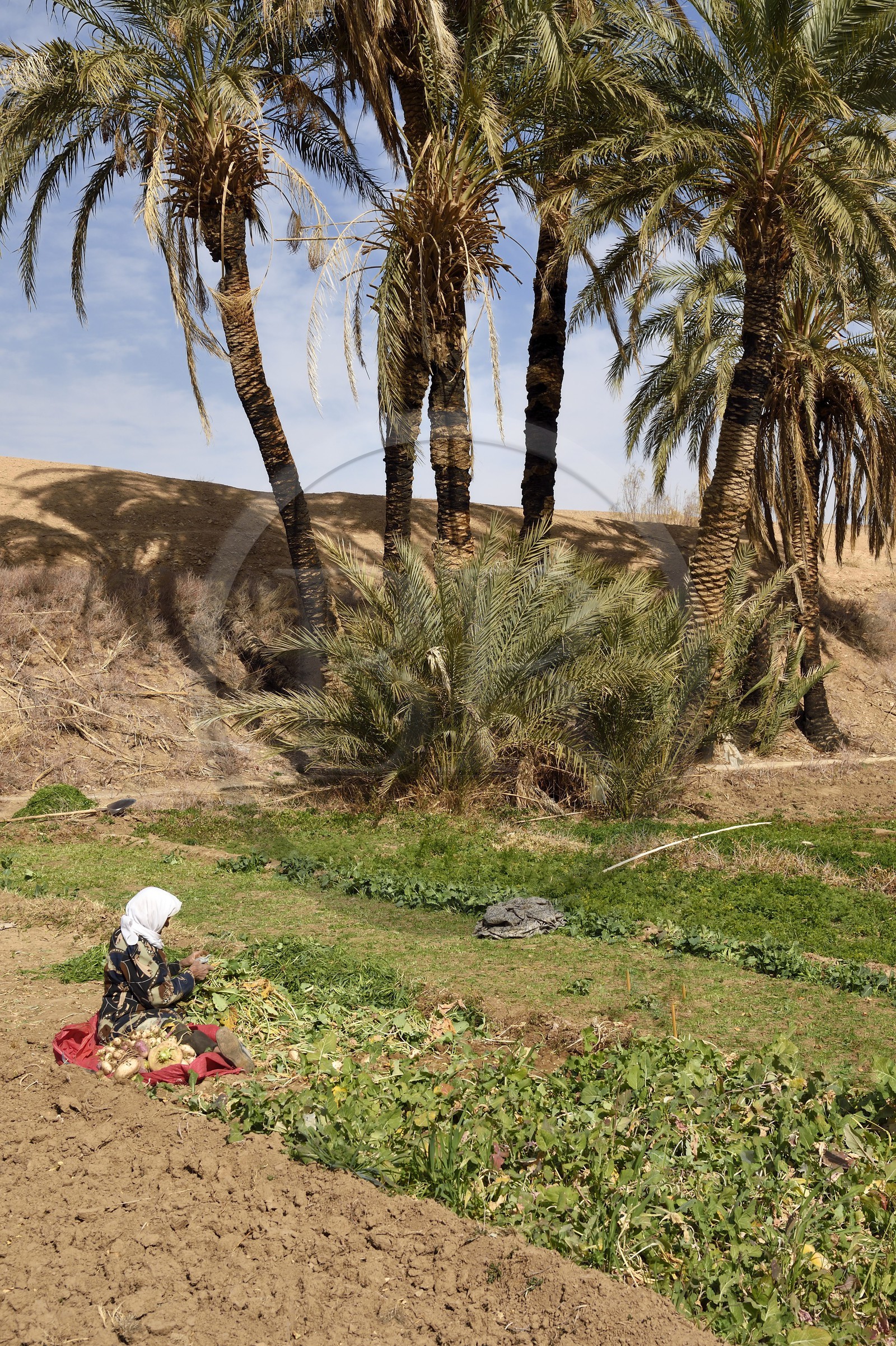 Iran, Province d'Ispahan, désert du Dasht-e Kavir, l'oasis d'Arousan dans la région de Khur et Biabanak, femme récoltant les navets dans son champ