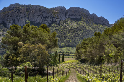 France, Vaucluse (84), Dentelles de Montmirail, Gigondas, la montagne des Dentelles Sarrasines et des vignobles en restanques