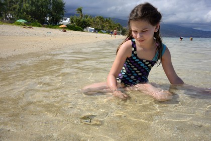 France, Ile de la Reunion, Côte Ouest, Saint-Gilles-Les-Bains (commune de Saint-Paul), le récif corallien du lagon de l'Ermitage et de La Saline-Les-Bains (vue sous-marine)