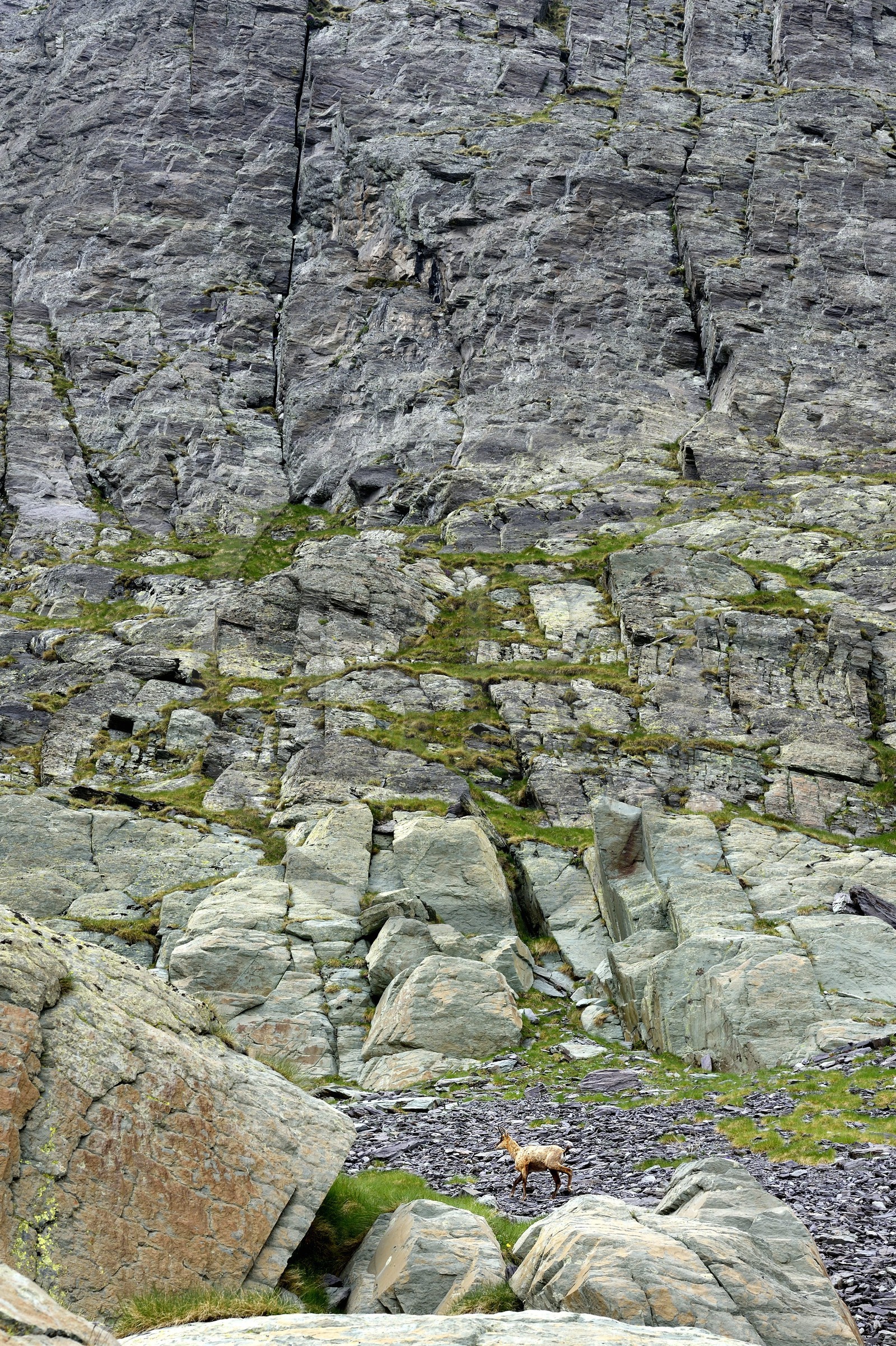 France, Alpes-Maritimes (06), parc national du Mercantour, Vallée des Merveilles vers le Pas de l'Arpette, chamois France, Alpes-Maritimes (06), parc national du Mercantour, Vallée des Merveilles vers le Pas de l'Arpette, chamois
