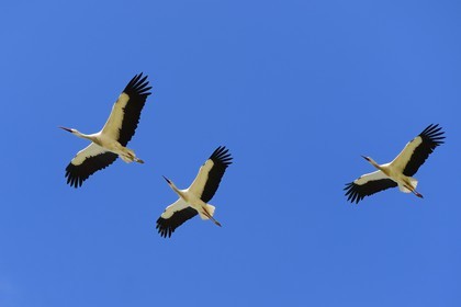Spain, Andalusia, Seville Province, Utrera, flight of storks