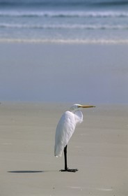 United States, Florida, a heron on the beach