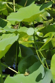 France, Herault, Montpellier, the Jardin des Plantes (botanical garden), frog on a lotus leaf