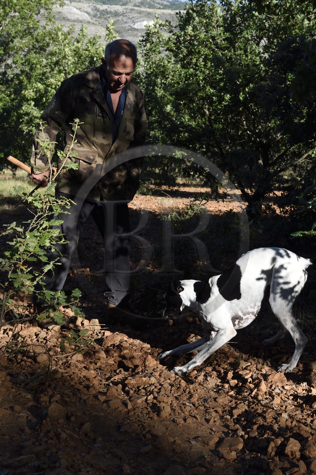 France, Var (83), Bauduen, recherche des truffes dans la truffière du Domaine du Hameau des Clos, le trufficulteur Marcel Demaria avec son chien
