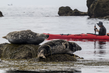 France, Finistère, Penmarch, Étocs archipelago, kayak trip from the Guilvinec Nautical Center to discover the gray seal (halichoerus grypus) in the rocks at low tide