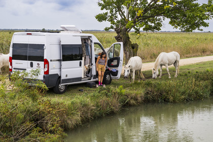 France, Gard (30), Vauvert, la Petite Camargue, canal du Rhône à Sète, camping car entouré de chevaux blanc de camargue