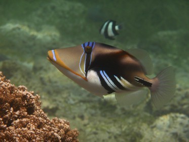 France, île de la Réunion, le récif corallien du lagon de la plage de Saint-Gilles et de l'Ermitage (vue sous-marine)