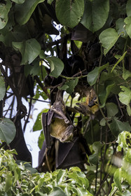 Rwanda, Province de l’Ouest, Karongi (anciennement nommée Kibuye), lac Kivu, Ile Napoléon ou Tembabagoyi, Roussette paillée africaine ou Roussette des palmiers africaine ou Roussette jaune (Eidolon helvum)