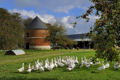 France, Seine-Maritime, Bretteville-du-Grand-Caux, Clos masure, a typical farm of Normandy that houses the Ecomuseum of the Apple and Cider in the farm, Norman goose breeding