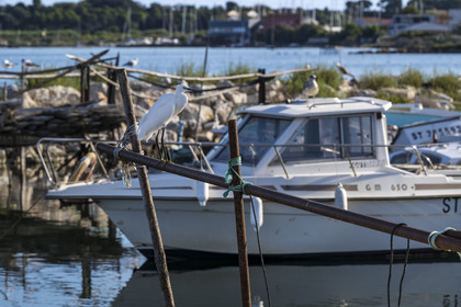 France, Hérault (34), Sète, quartier de la Pointe Courte, le petit port du quartier de pecheurs sur les rives de l'étang de Thau, Aigrette garzette (Egretta garzetta)