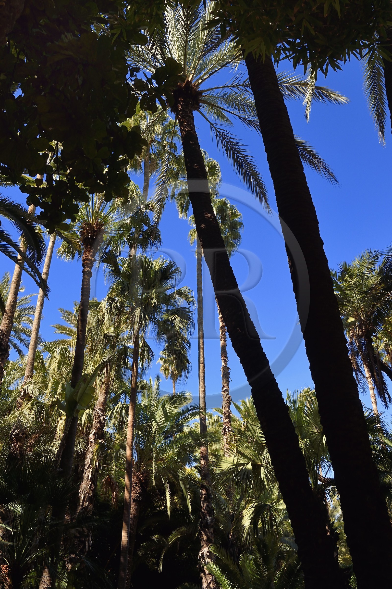 Maroc, Haut-Atlas, Marrakech, ville impériale, quartier de Gueliz, jardin Majorelle fondé en 1931 par le peintre français Jacques Majorelle puis racheté en 1980 par Yves Saint Laurent et Pierre Bergé Maroc, Haut-Atlas, Marrakech, ville impériale, quartier de Gueliz, jardin Majorelle fondé en 1931 par le peintre français Jacques Majorelle puis racheté en 1980 par Yves Saint Laurent et Pierre Bergé