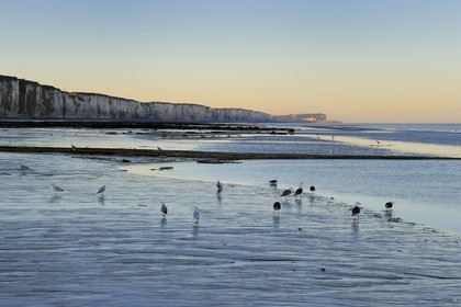 France, Seine-Maritime, Veules-les-Roses, seagulls on the beach and the cliffs at dawn