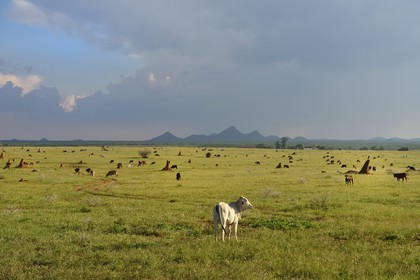 Namibie, région de Otjozondjupa, Otjiwarongo, élevage bovin dans un paysage de paturages verts en saison des pluies