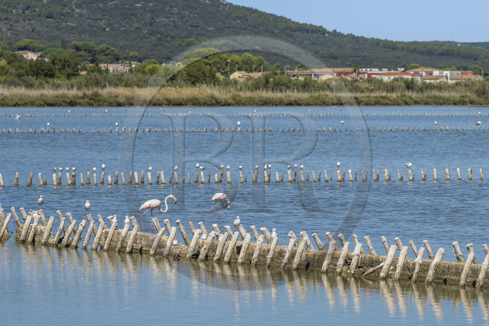 France, Hérault (34), Frontignan, flamants roses (Phoenicopterus roseus) dans l'étang d'Ingril dans les anciens salins