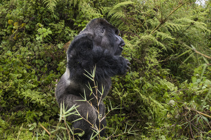 Rwanda, Province du Nord, Parc National des Volcans dans la chaine des Monts Virunga, mont Karisimbi, gorille des montagnes (Gorilla beringei beringei), dos argenté (silverback) nommé Impuzamahanga qui est le male dominant du groupe Susa, il se frappe le torse, battement de poitrine