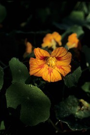 France, Eure, Giverny, Claude Monet Foundation garden