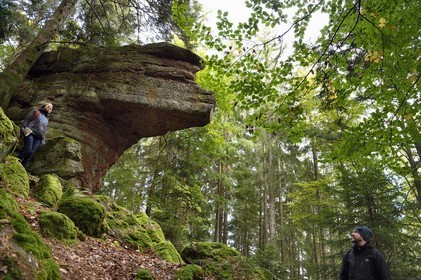 France, Haut Rhin, Thannenkirch, hiking in the Taennchel massif, site known as the Rocher Pointu