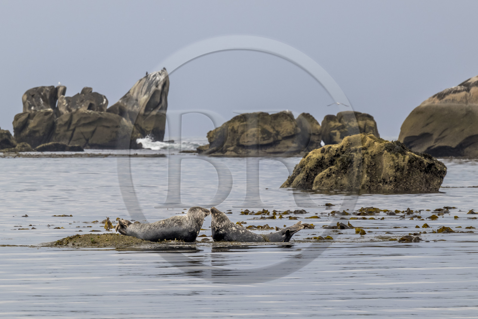 France, Finistère (29), Penmarch, archipel des Étocs, phoque gris (halichoerus grypus) France, Finistère (29), Penmarch, archipel des Étocs, phoque gris (halichoerus grypus)