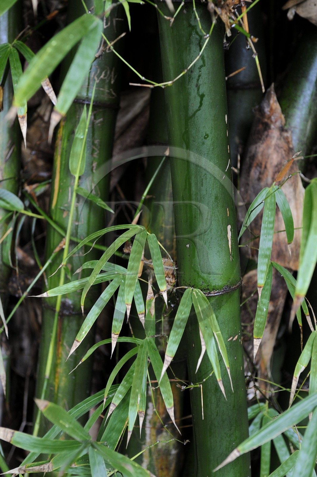 France, Ile de la Reunion, bambou
