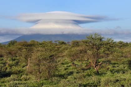Namibie, région de Otjozondjupa, Otjiwarongo, nuage lenticulaire (altocumulus lenticularis) multiple qui coiffe une des montagnes jumelles d'Omataco près de Otjiwarongo et groupe de babouins chacma (Papio ursinus) au premier plan