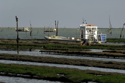 France, Charente-Maritime (17), le bassin Marrennes-Oléron au large de l'Ile d'Oléron, chaland dans les parcs à huîtres