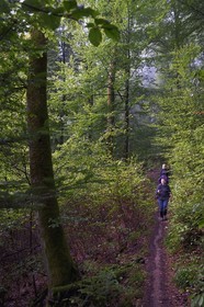 France, Bas-Rhin, Parc regional des Vosges du nord (Northern Vosges Regional Natural Park), La Petite Pierre, Trois Roches trail towards the Rocher Blanc (White Rock)