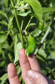 France, Pyrenees Atlantiques, Basque Country, Espelette, field of Espelette peppers, flower whose heart will become the green pepper and finally red at maturity