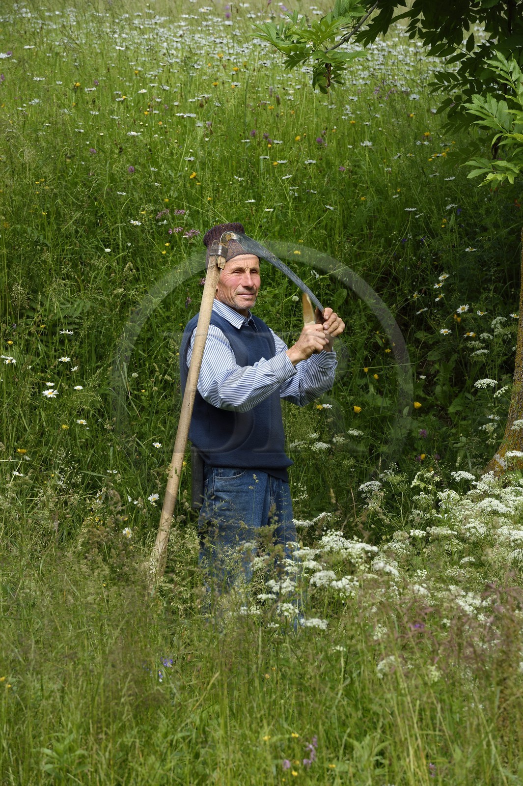 Romania, Transylvania, Brasov region, the Fagaras Mountains at Moieciu de Sus in the Southern Carpathians, a farmer sharpening his scythe in his meadows