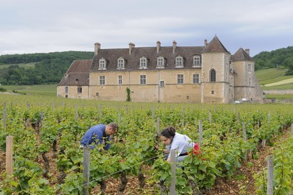 France, Côte-d'Or (21), le Château du Clos-de-Vougeot (vignoble des Côtes de Nuit), entretien de la vigne