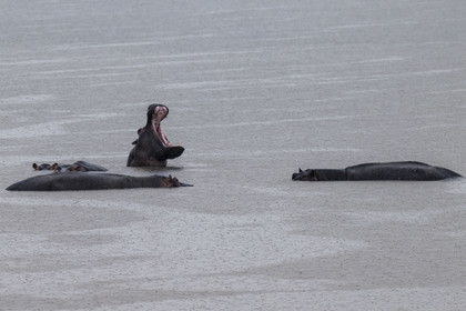 Rwanda, Parc national de l'Akagera, le lac Hago, Hippopotames (Hippopotamus amphibius)