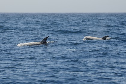 Etats-Unis, Californie, Monterey Bay, dauphins Grampus ou Risso's Dolphin (Grampus griseus)